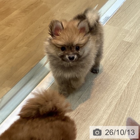 ポメラニアンの写真