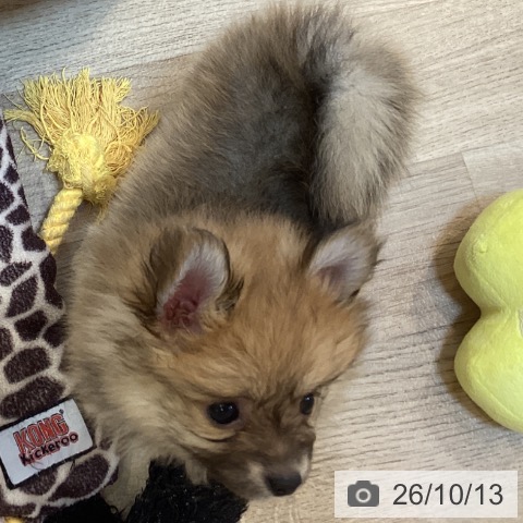 ポメラニアンの写真