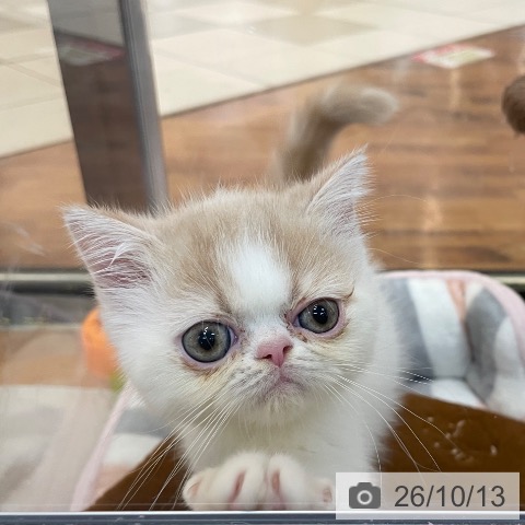 エキゾチックの写真