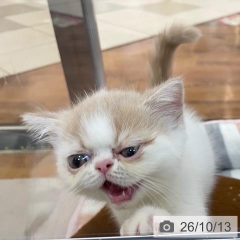 エキゾチックの写真
