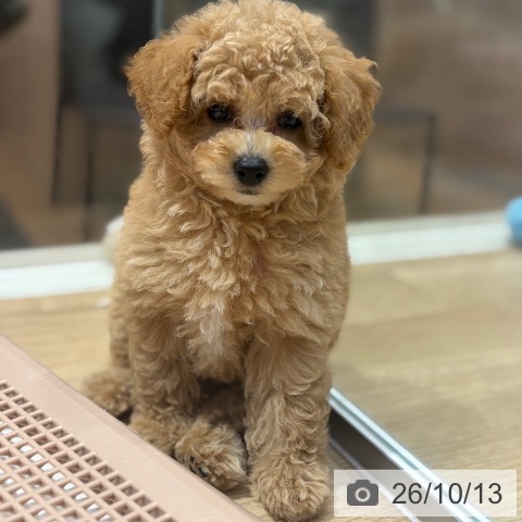 大阪府のトイプードル(トイ) (ペットプラス イオン大日店/2026年8月9日生まれ/女の子/ペールフォーン)の子犬の4枚目の画像