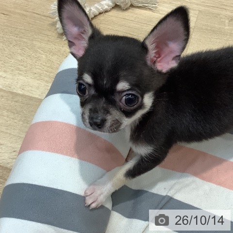 チワワの写真