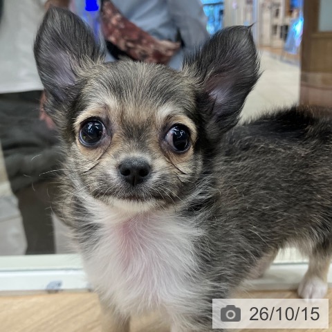 東京都のチワワ(ロング) (ペットプラス 日の出店/2026年8月12日生まれ/男の子/フォーンホワイト)の子犬の4枚目の画像