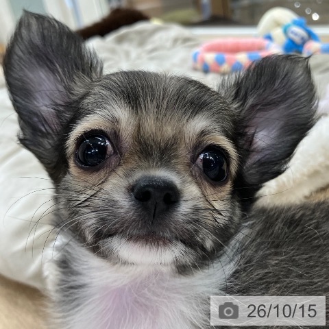 チワワの写真