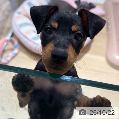 大阪府のミニチュアピンシャー (ペットプラス イオン大日店/2026年8月12日生まれ/男の子/ブラックタン)の子犬の3枚目の画像