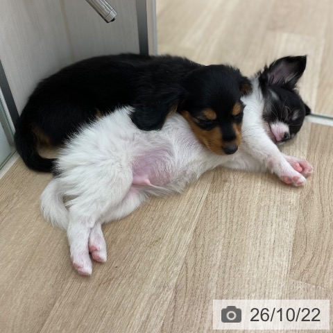 宮城県のチワワ(ロング) (ペットプラス 仙台上杉店/2026年8月10日生まれ/男の子/ホワイトブラックタン)の子犬の3枚目の画像