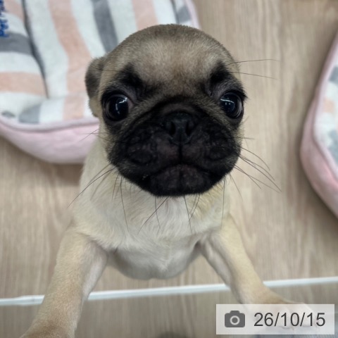 パグの写真