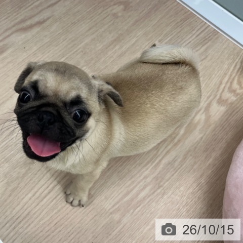 パグの写真