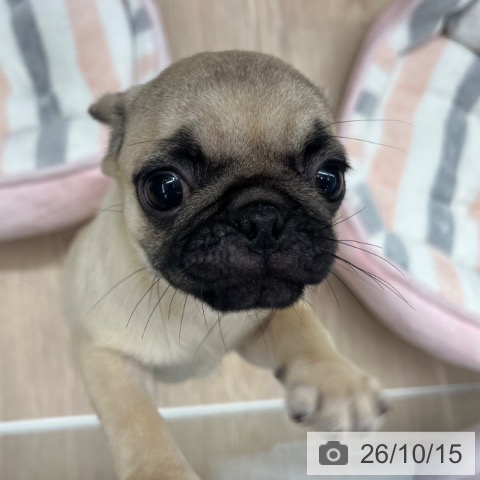 パグの写真