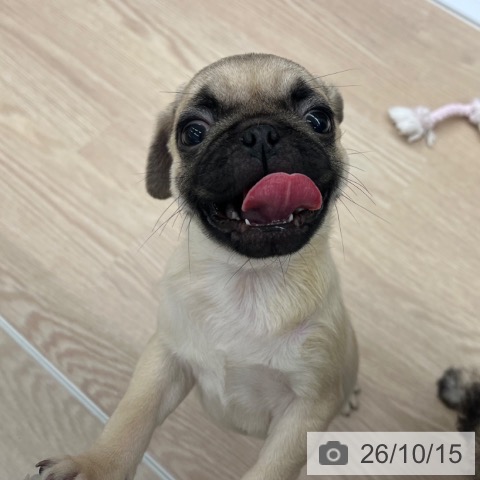 パグの写真