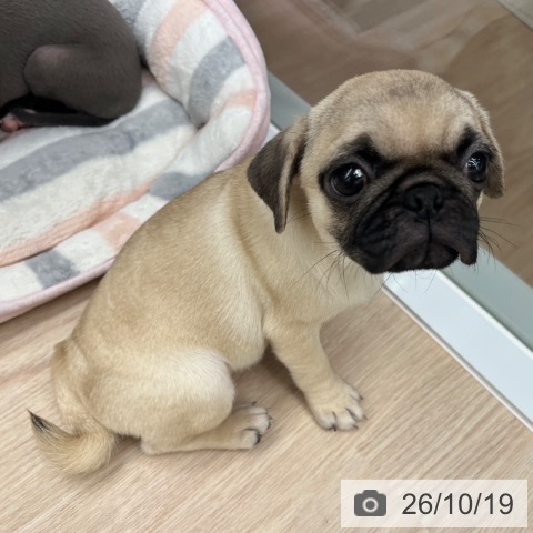 京都府のパグ (ペットプラス 京都桂川店/2026年8月3日生まれ/女の子/フォーン)の子犬の4枚目の画像
