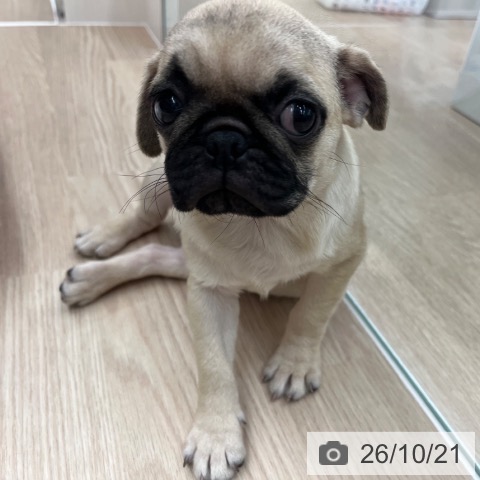 京都府のパグ (ペットプラス 京都桂川店/2026年8月3日生まれ/女の子/フォーン)の子犬の3枚目の画像