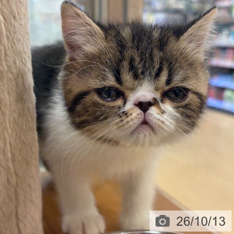 エキゾチックの写真