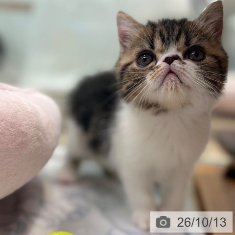 エキゾチックの写真