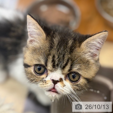 エキゾチックの写真