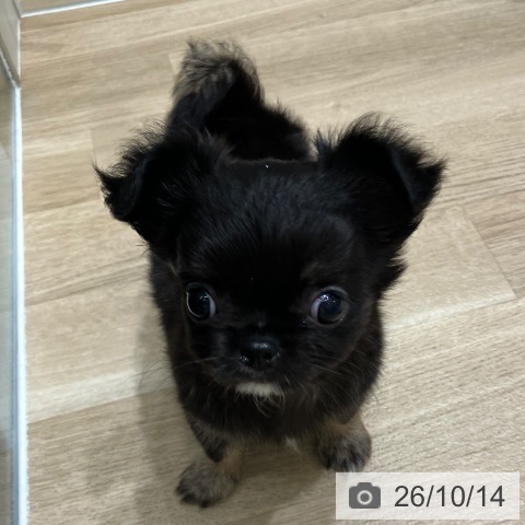 チワワの写真