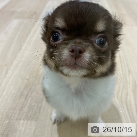 チワワの写真