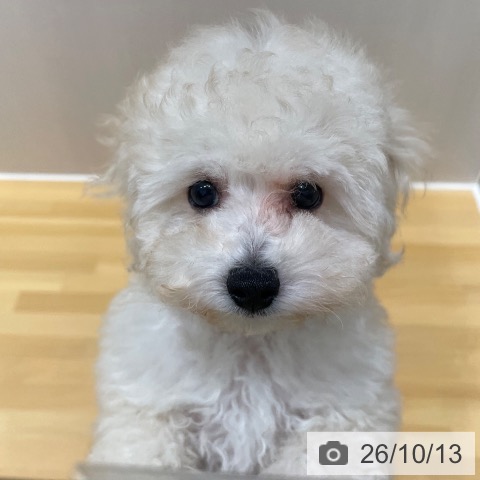 奈良県のトイプードル(トイ) (ペットプラス 大和郡山店/2026年7月29日生まれ/男の子/ホワイト)の子犬の4枚目の画像
