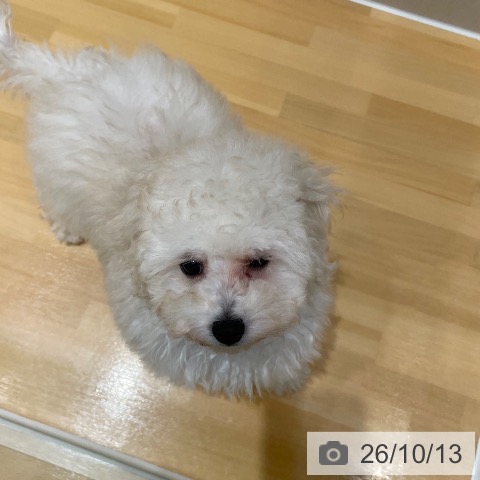 奈良県のトイプードル(トイ) (ペットプラス 大和郡山店/2026年7月29日生まれ/男の子/ホワイト)の子犬の3枚目の画像