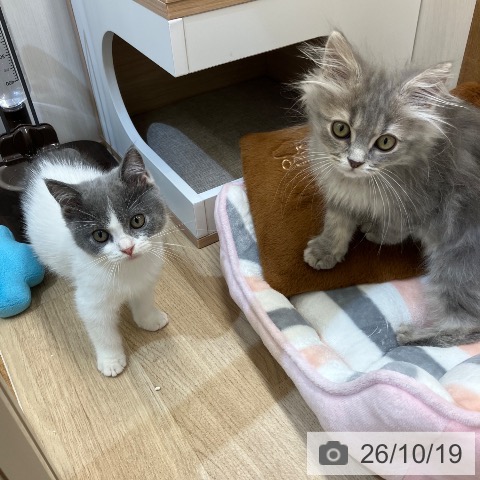 新潟県のブリティッシュショートヘアー (ペットプラス 新潟亀田インター店/2026年7月29日生まれ/男の子/ブルーホワイト)の子猫の4枚目の画像