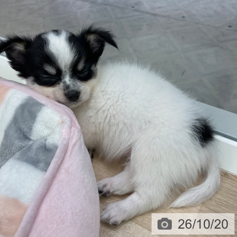 千葉県のチワワ(ロング) (ペットプラス コトエ流山おおたかの森店/2026年8月13日生まれ/男の子/ホワイトブラックタン)の子犬の4枚目の画像