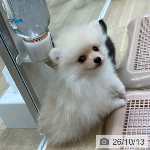大阪府のポメラニアン (ペットプラス 鶴見店/2026年8月13日生まれ/女の子/クリーム)の子犬の4枚目の画像