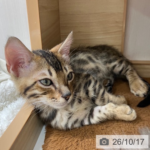 岩手県のマンチカン (ペットプラス 盛岡南店/2026年8月12日生まれ/男の子/ブラウンスポットタビー)の子猫の4枚目の画像