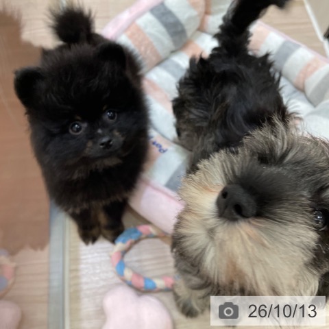 ポメラニアンの写真