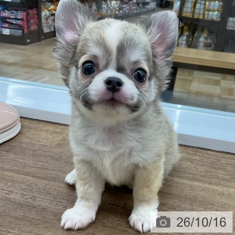 千葉県のチワワ(ロング) (ペッツワン 千葉ニュータウン店/2026年8月13日生まれ/男の子/セーブルホワイト)の子犬の3枚目の画像
