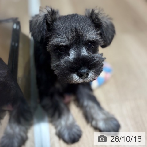ミニチュア・シュナウザーの写真