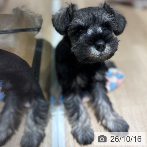 ミニチュア・シュナウザーの写真