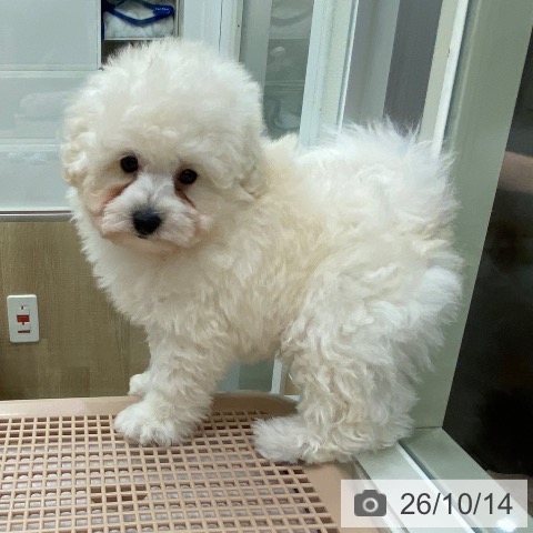 大阪府のトイプードル(トイ) (ペットプラス 鶴見店/2026年8月12日生まれ/男の子/ホワイト)の子犬の3枚目の画像