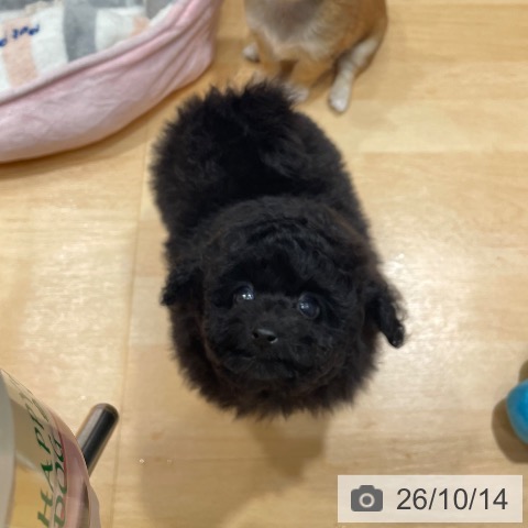 奈良県のトイプードル(トイ) (ペットプラス 大和郡山店/2026年8月12日生まれ/男の子/グレー)の子犬の3枚目の画像