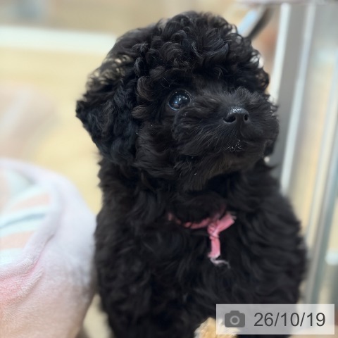 大阪府のトイプードル(トイ) (ペットプラス イオン大日店/2026年8月12日生まれ/女の子/グレー)の子犬の3枚目の画像
