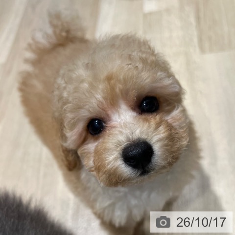 大阪府のトイプードル(トイ) (ペットプラス 四條畷店/2026年8月14日生まれ/男の子/ペールフォーン)の子犬の4枚目の画像