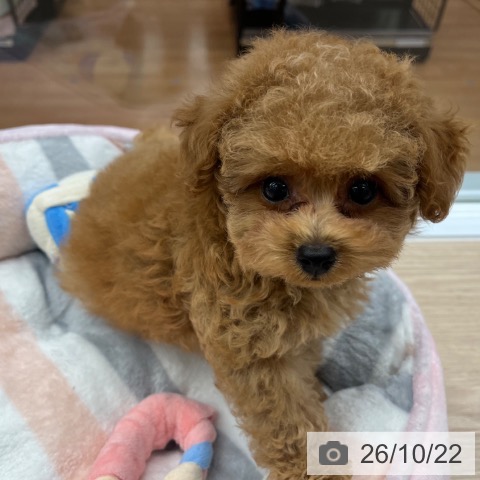 京都府のトイプードル(トイ) (ペットプラス 京都桂川店/2026年8月14日生まれ/男の子/オレンジフォーン)の子犬の4枚目の画像