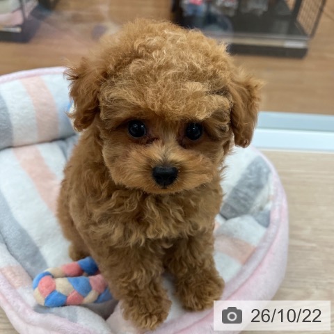 京都府のトイプードル(トイ) (ペットプラス 京都桂川店/2026年8月14日生まれ/男の子/オレンジフォーン)の子犬の3枚目の画像
