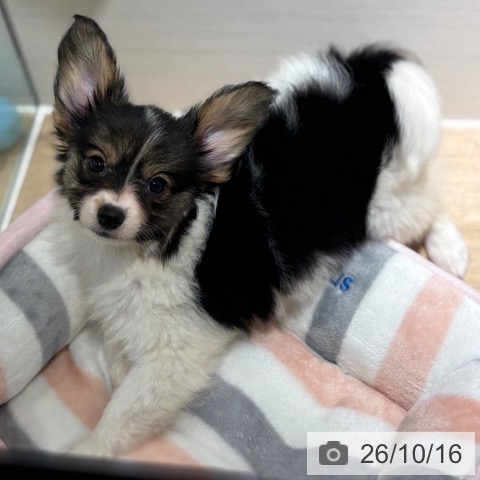 パピヨンの写真