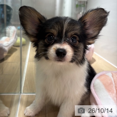 パピヨンの写真