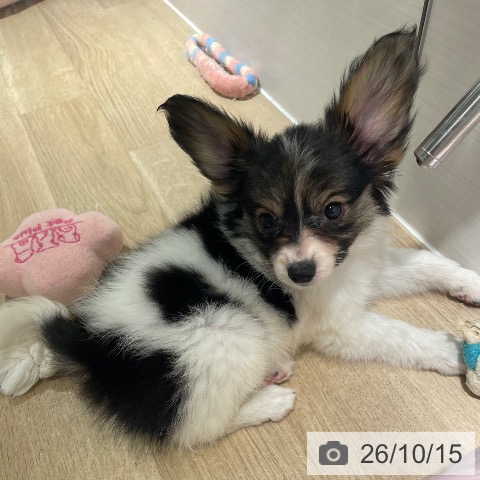 パピヨンの写真