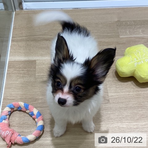 岩手県のパピヨン (ペットプラス 盛岡南店/2026年8月13日生まれ/男の子/トライカラー)の子犬の3枚目の画像