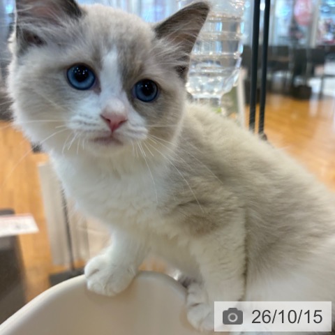 京都府のラグドール (ペットプラス イオンモールKYOTO店/2026年8月4日生まれ/女の子/ブルーポイントバイカラー)の子猫の4枚目の画像