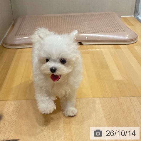 奈良県のマルチーズ (ペットプラス 大和郡山店/2026年8月12日生まれ/男の子/ホワイト)の子犬の4枚目の画像