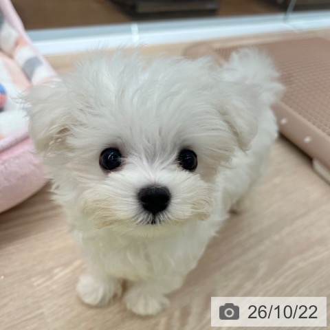京都府のマルチーズ (ペットプラス 京都桂川店/2026年8月12日生まれ/男の子/ホワイト)の子犬の4枚目の画像