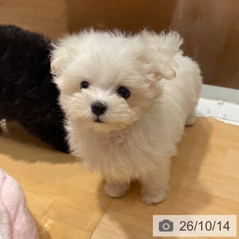 奈良県のマルチーズ (ペットプラス 大和郡山店/2026年8月12日生まれ/男の子/ホワイト)の子犬の3枚目の画像