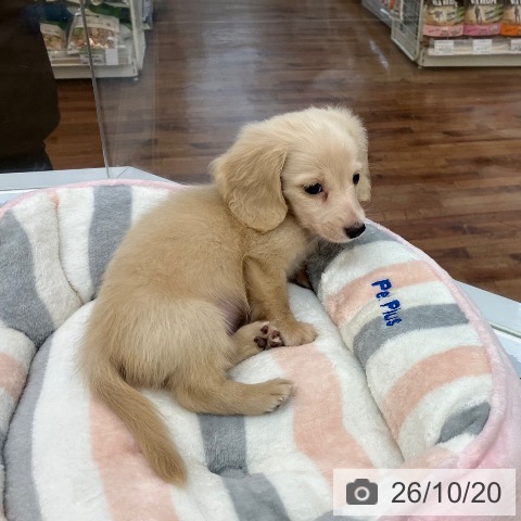 ミニチュア・ダックスフンドの写真