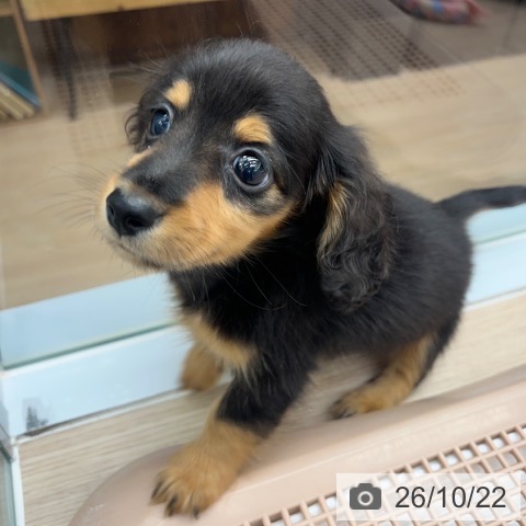 京都府のミニチュアダックスフンド(ロング) (ペットプラス 京都桂川店/2026年8月19日生まれ/男の子/ブラックタン)の子犬の4枚目の画像