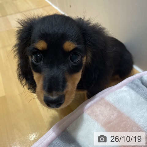 ミニチュア・ダックスフンドの写真