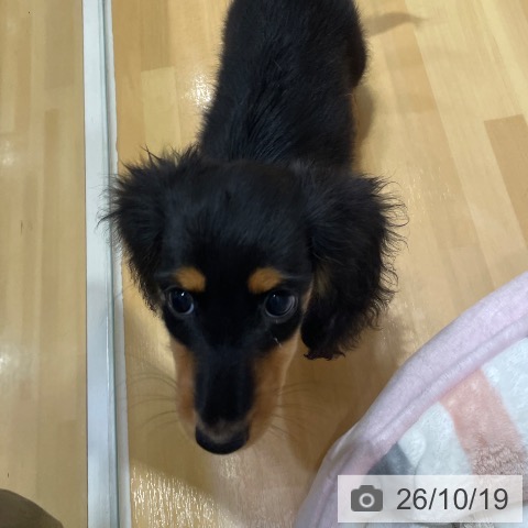 ミニチュア・ダックスフンドの写真