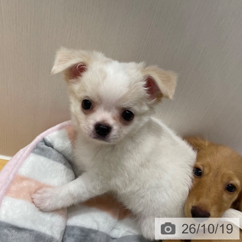 チワワの写真